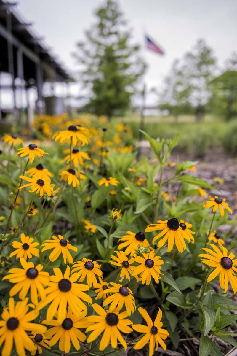 A close up vertical image of black-eyed Susans growing in the garden outside a residence pictured on a soft focus background.