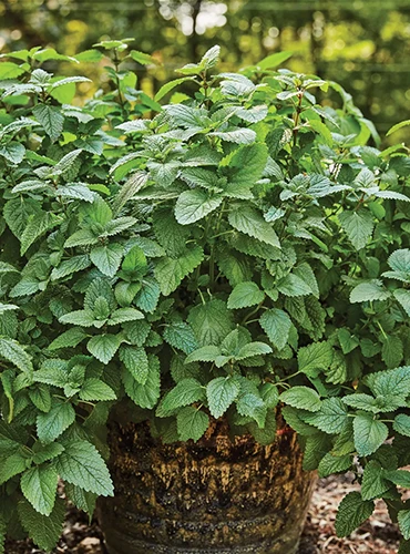 A vertical image of lemon balm growing in a large pot set outside in the garden.