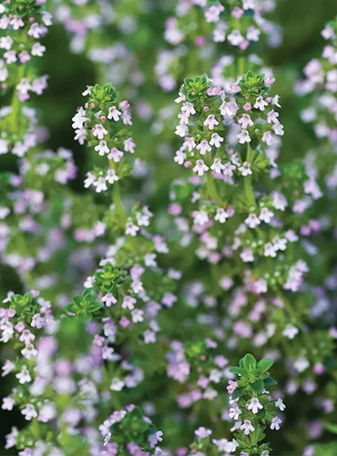 A close up of Thymus citriodorus with tiny pink flowers growing in the garden pictured on a soft focus background.