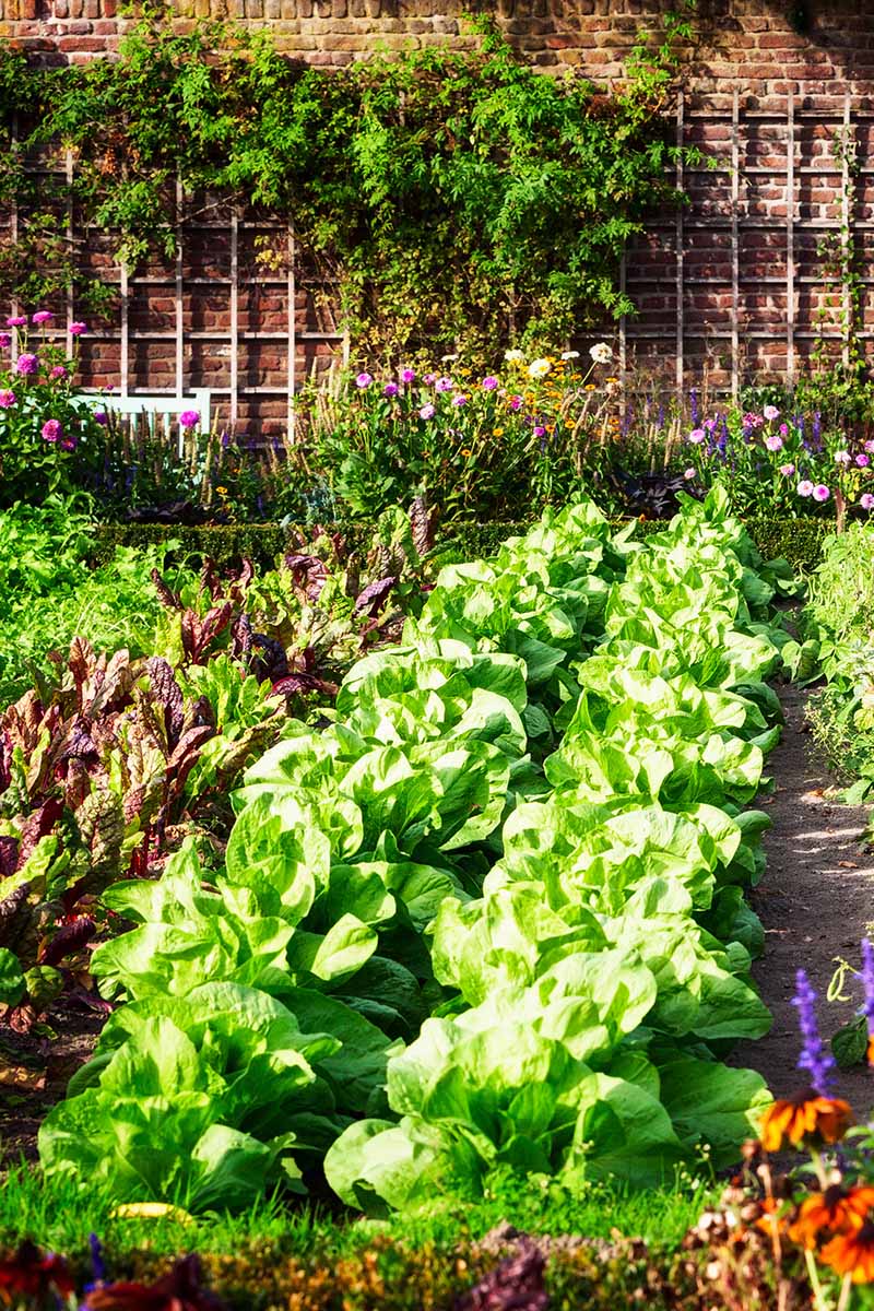 A vertical image of lettuce growing in a mixed vegetable garden pictured in bright sunshine.