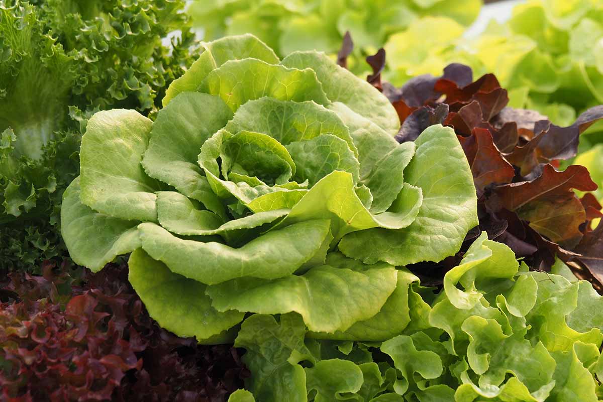 A close up horizontal image of different types of lettuce growing in the home vegetable garden.