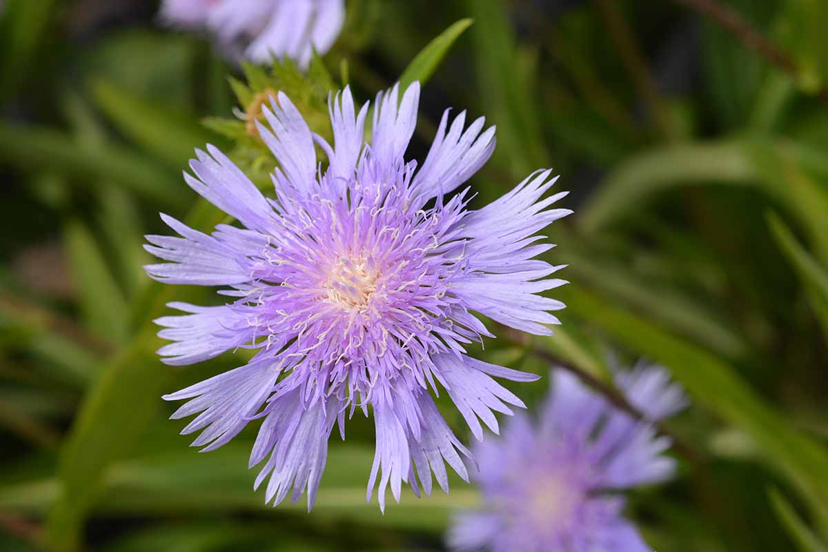 A close up horizontal image of a single light blue Stokes' aster (Stokesia laevis) flower pictured on a soft focus background.