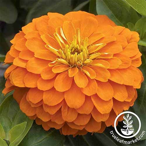 A close up of a single Magellan 'Orange' zinnia growing in the garden. To the bottom right of the frame is a white circular logo with text.