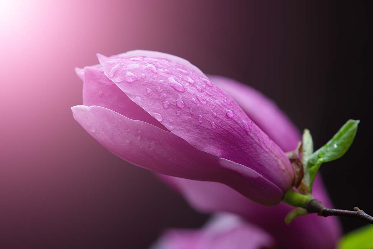 A close up horizontal image of a pink magnolia flower bud pictured on a soft focus background.