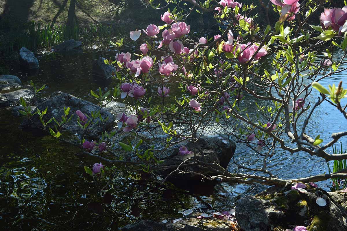 A horizontal image of pink magnolia flowers growing by the side of a river pictured in light sunshine.