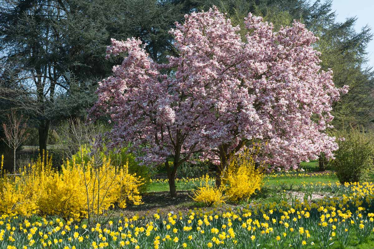 A spring garden scene with flowering magnolia trees and daffodils pictured in bright sunshine with trees in the background.