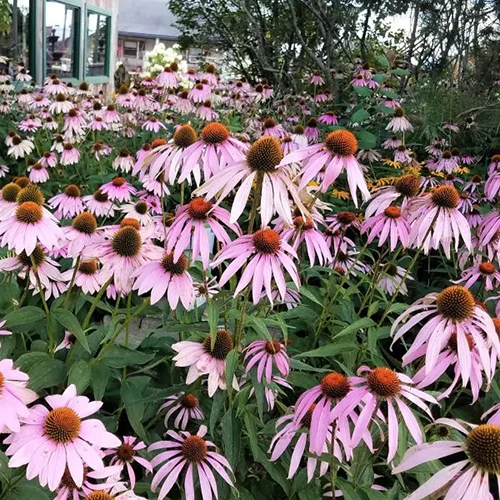 A square image of 'Magnus' purple coneflowers growing in the garden.