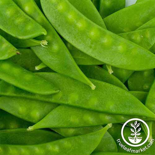A close up square image of 'Mammoth Melting' sugar pod peas. To the bottom right of the frame is a white circular logo with text.