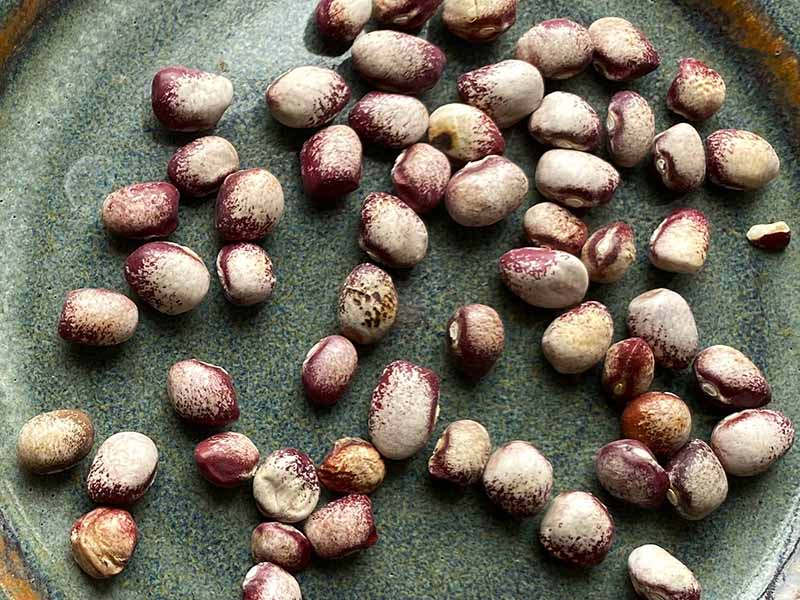 A close up horizontal image of 'Mayflower' beans on a ceramic plate.