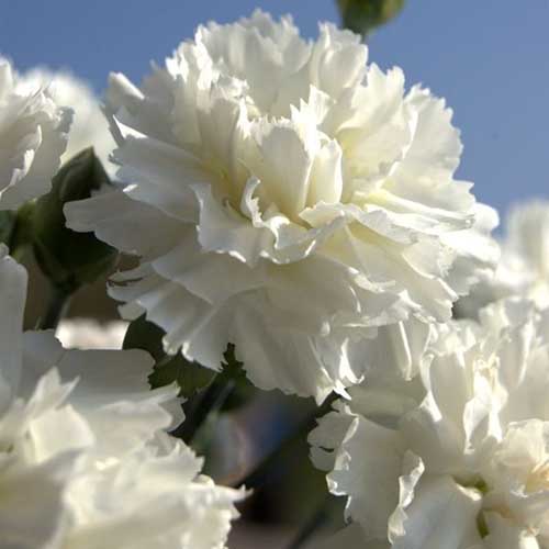 A close up square image of white 'Memories' carnation flowers pictured in bright sunshine on a blue sky background.