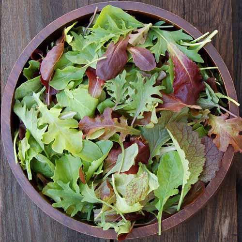 A square image of a wooden bowl filled fresh mesclun spring mix set on a wooden table.