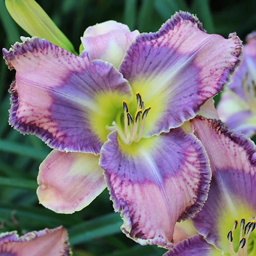 A close up square image of a single 'Mildred Mitchell' daylily growing in the garden.