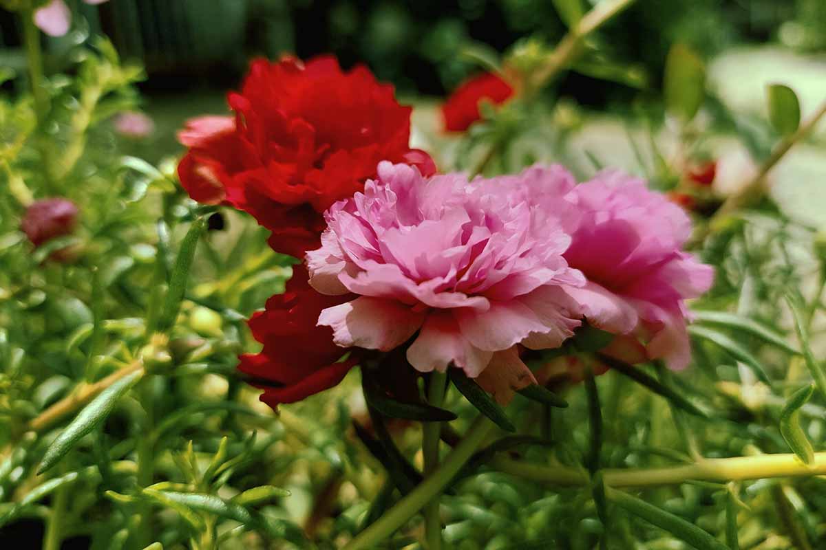 A close up of pink and red moss roses pictured in the garden on a soft focus background.