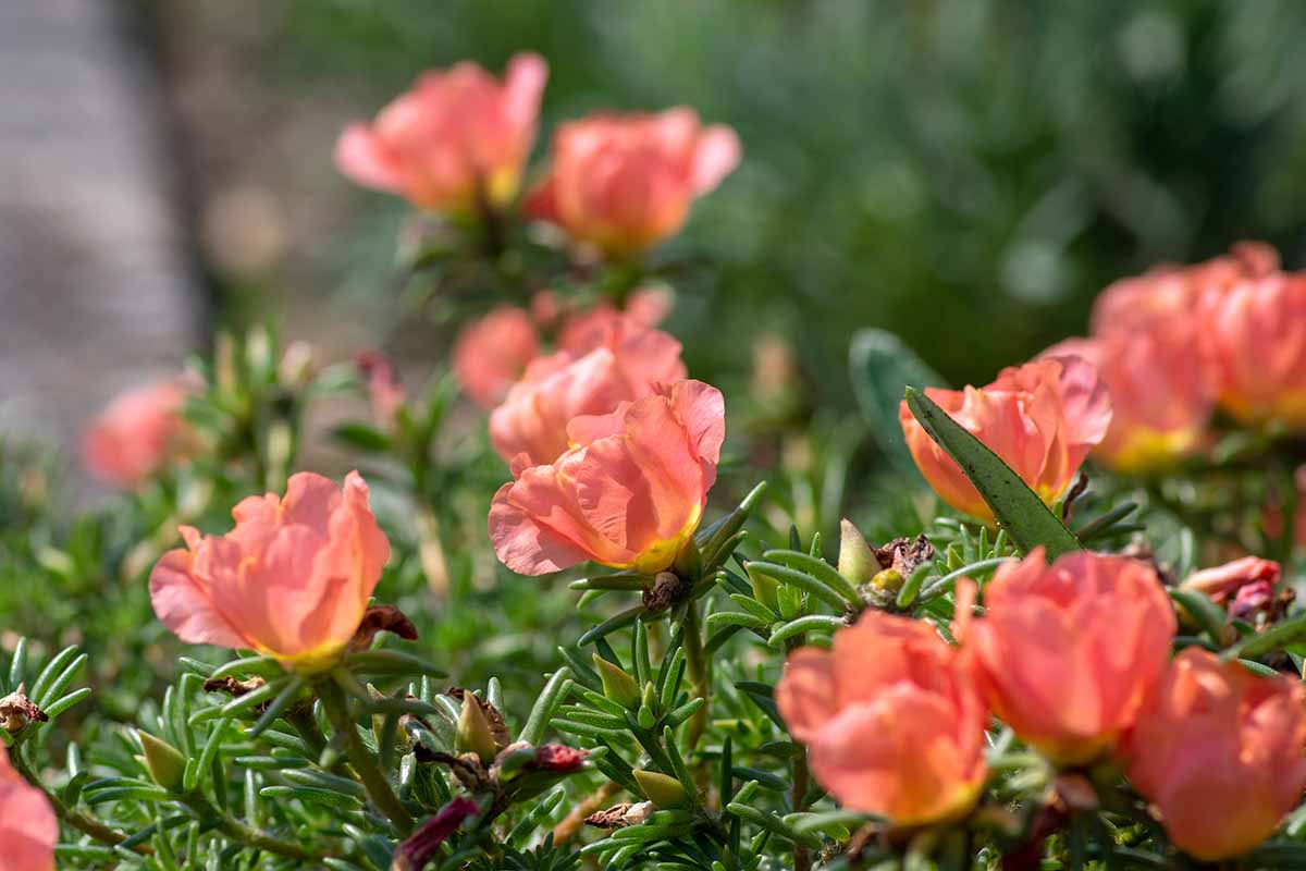 A close up horizontal image of apricot colored Portulaca grandiflora (moss rose) flowers growing in the garden pictured on a soft focus background.