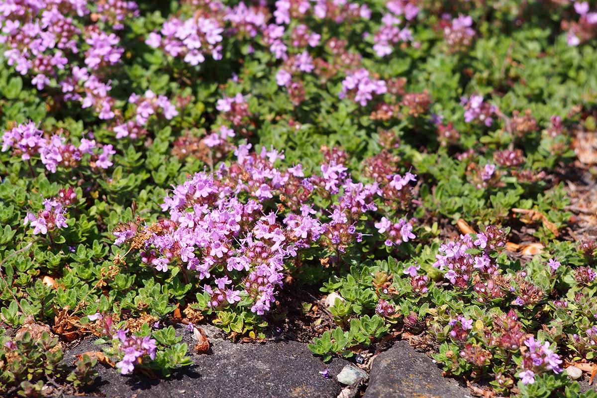 A close up horizontal image of ground cover with pink flowers growing in a rock garden.