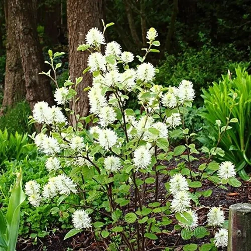 A square image of 'Mount Airy' fothergilla in full bloom, growing in the backyard.