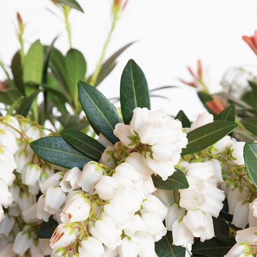 A close up square image of the white flowers of Pieris Mountain Snow.