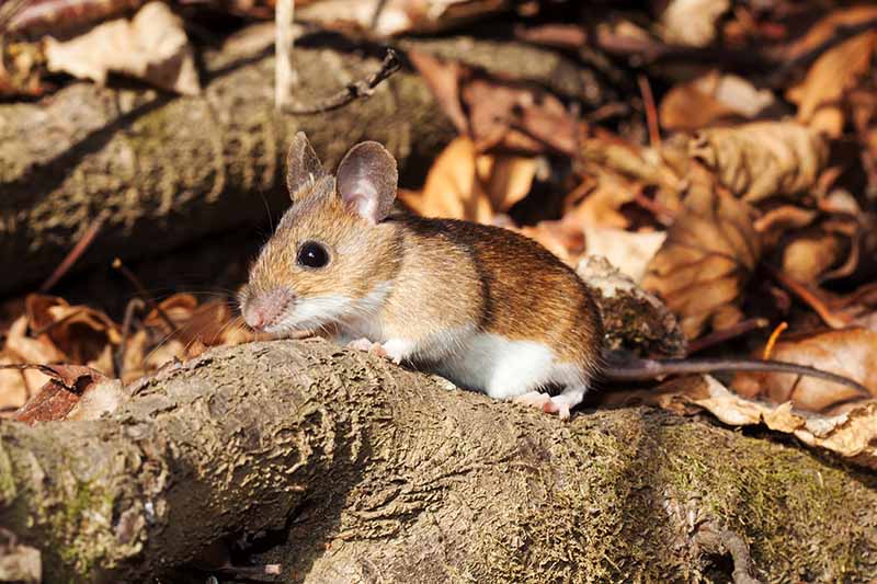 A close up horizontal image of a mouse in the garden amongst fallen leaves