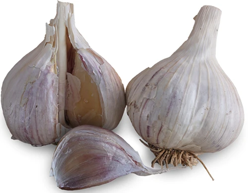 A close up of 'Music' garlic bulbs isolated on a white background.