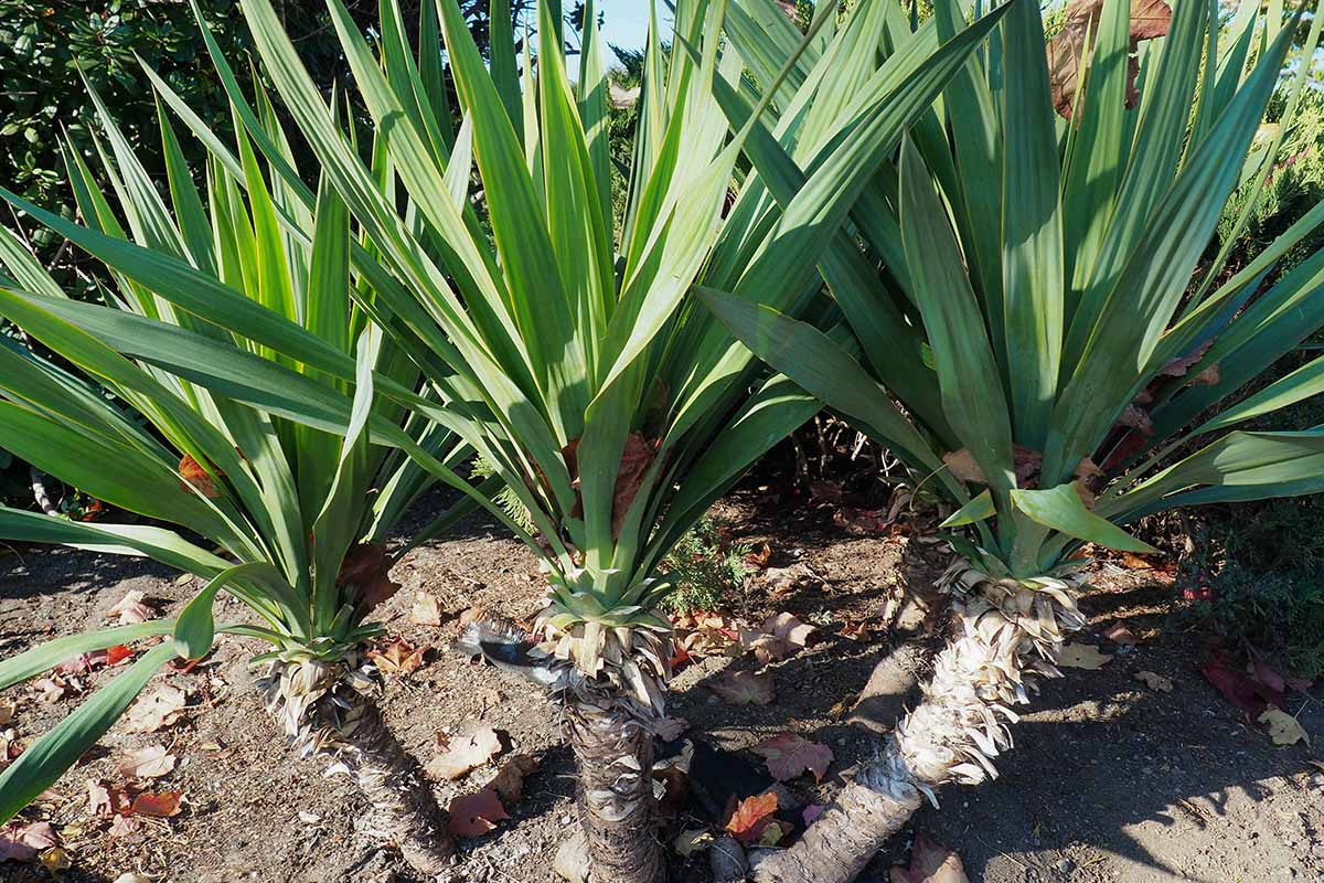 A close up horizontal image of yucca plants growing in a garden border pictured in bright sunshine.