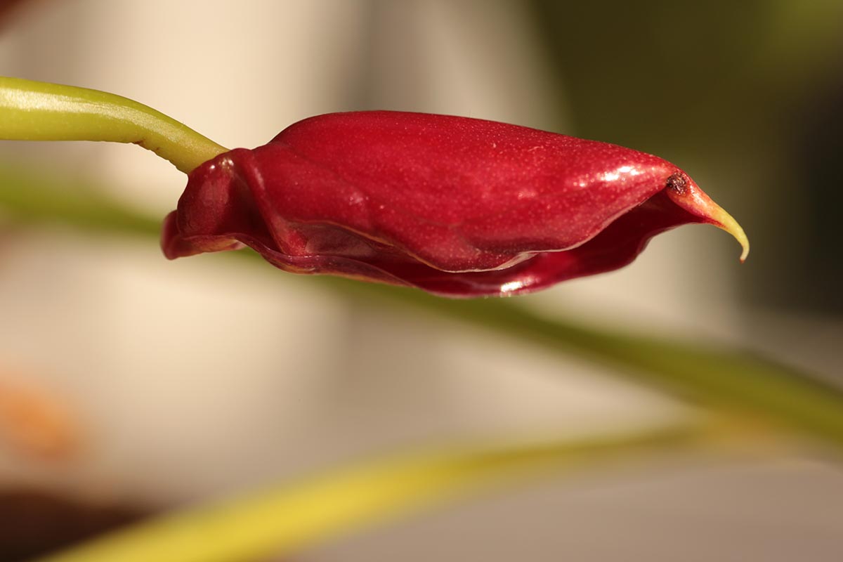 A close up horizontal image of a bud on an anthurium plant pictured on a soft focus background.