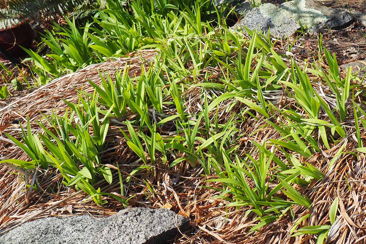 A close up horizontal image of divided and transplanted daylilies putting on new growth in a garden bed surrounded by straw mulch.