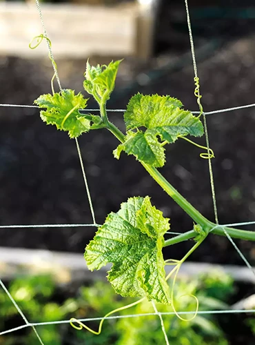 A close up of nylon trellis used to support vining plants.