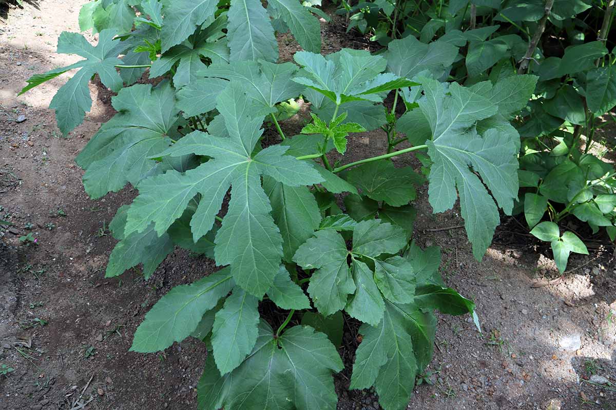 A horizontal image of okra growing in a shady spot in the garden.