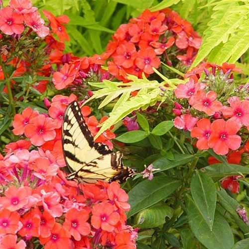 A close up square image of a butterfly feeding from 'Orange Perfection' garden phlox flowers.