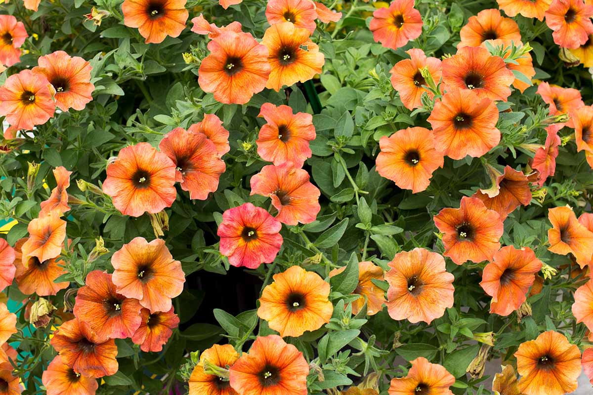 A close up horizontal image of orange petunias growing in the garden.