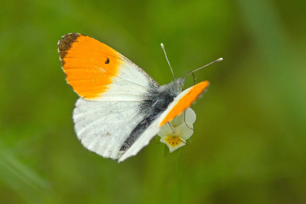 A close up horizontal image of an orange tip butterfly pictured on a soft focus green background.