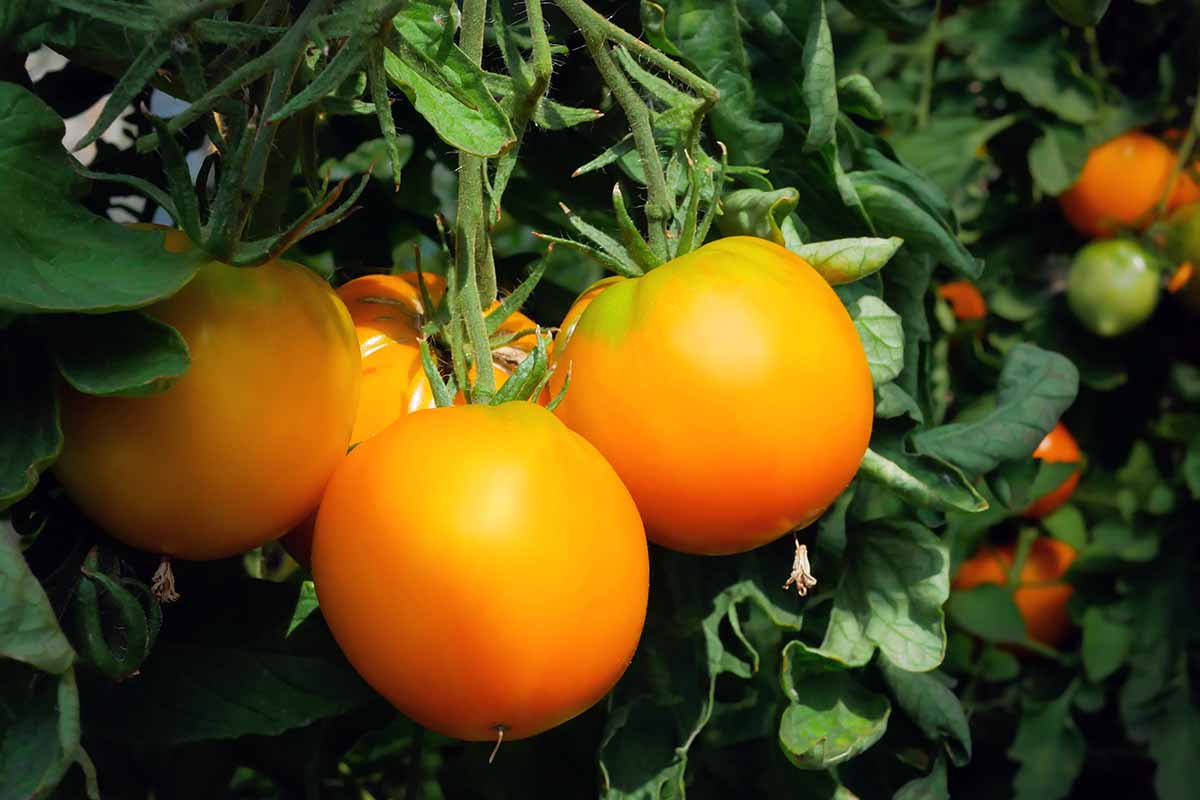 A horizontal image of orange tomatoes growing on the vine, ready for harvest, pictured on a dark background.