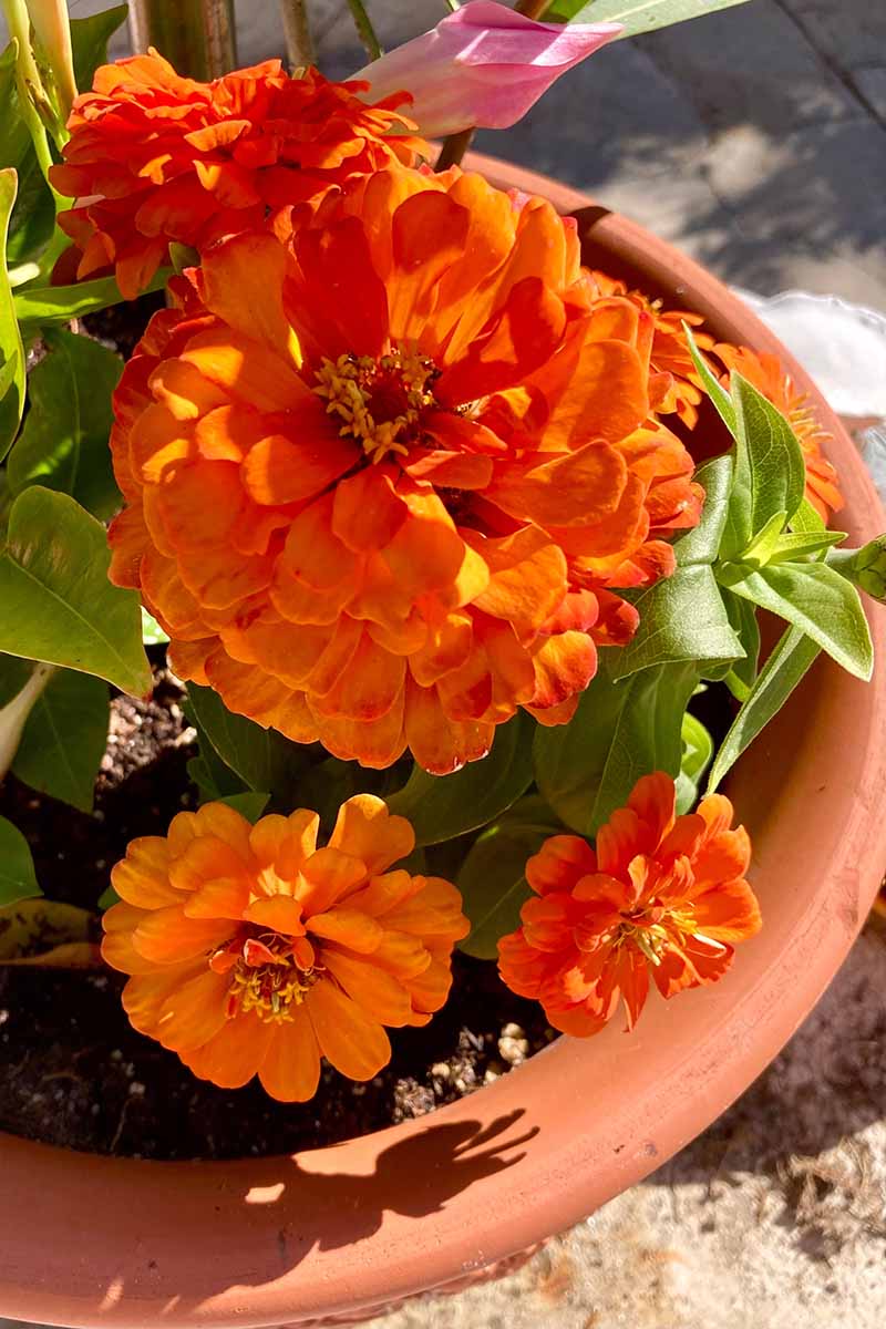A close up vertical image of orange zinnia flowers growing in a terra cotta pot pictured in bright sunshine.