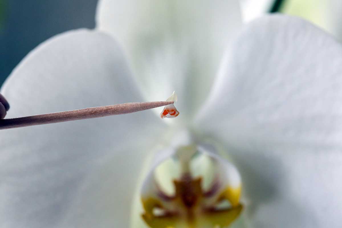 A close up horizontal image of a wooden toothpick used to remove the pollinia from an orchid flower.