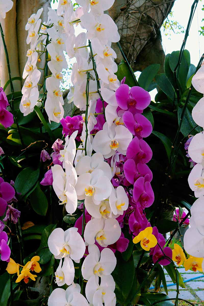 A close up vertical image of orchid flowers growing outdoors on a tree.