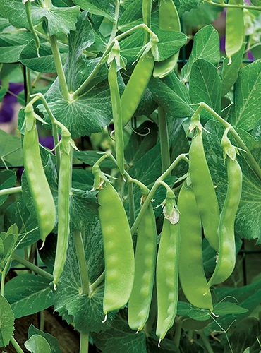 A close up horizontal image of 'Oregon Sugar Pod II' peas growing in the garden.