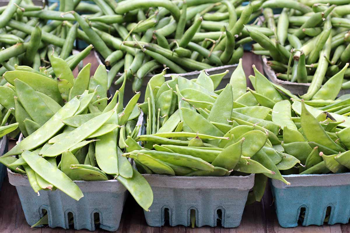 A close up horizontal image of punnets of 'Oregon Sugar Pod II' peas at a farmers' market.