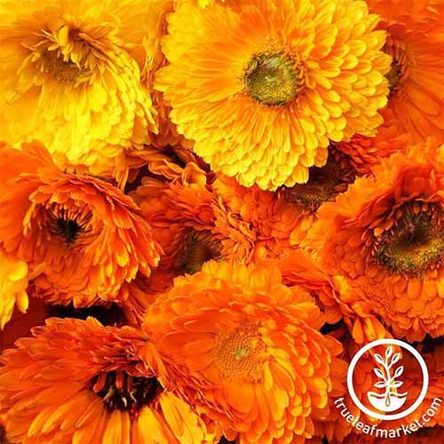 A close up square image of 'Pacific Beauty' calendula flowers. To the bottom right of the frame is a white circular logo with text.