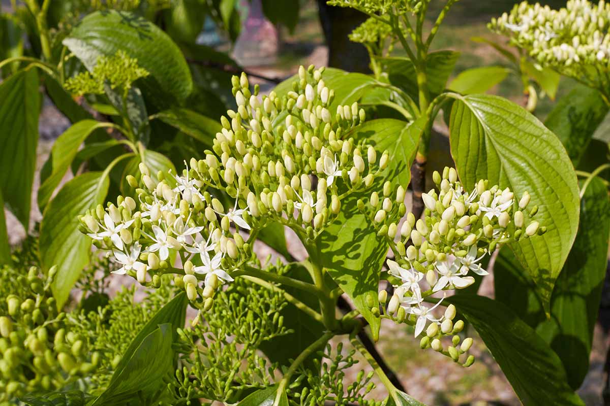 A close up horizontal image of the flowers of a pagoda dogwood tree pictured in bright sunshine on a soft focus background.
