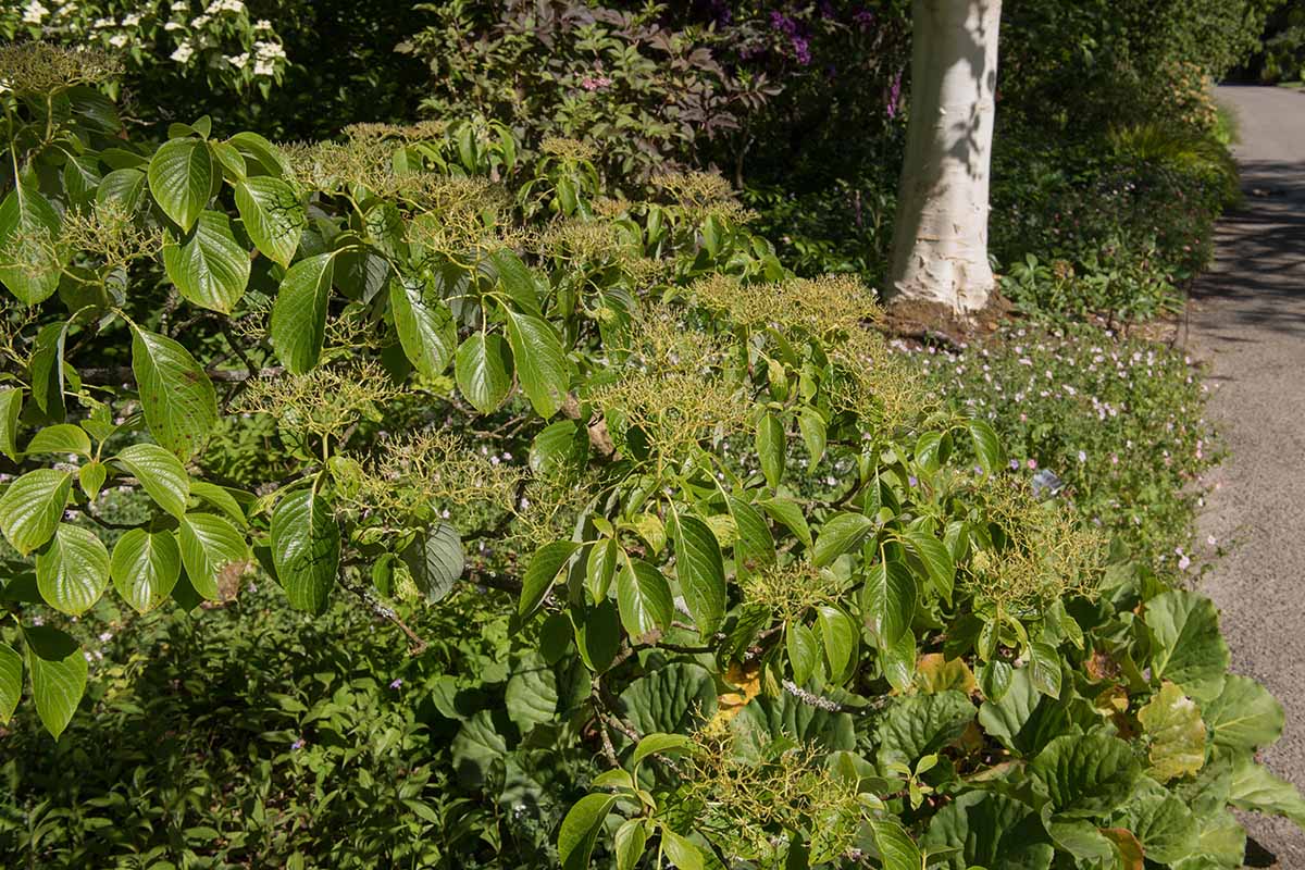 A close up horizontal image of a pagoda dogwood shrub growing in a garden border next to a walkway.