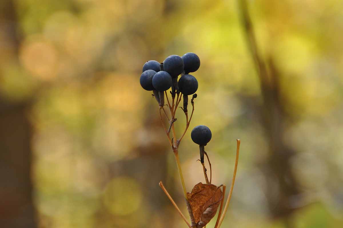 A close up horizontal image of the dark purple berries of a pagoda dogwood pictured on a soft focus background.