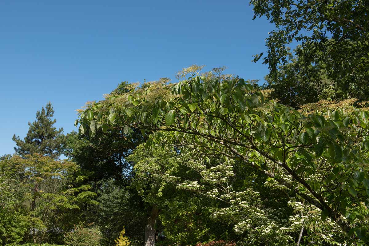 A close up horizontal image of a pagoda dogwood tree growing in the landscape pictured on a blue sky background.
