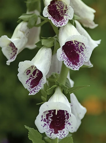 A close up of 'Pam's Choice' foxglove flowers pictured on a soft focus background.