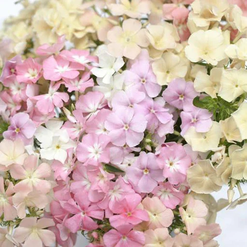 A close up square image of pastel phlox flowers in a vase indoors.