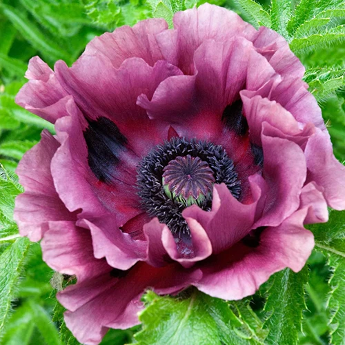 A close up square image of a single 'Patty's Plum' poppy flower with foliage in soft focus in the background.