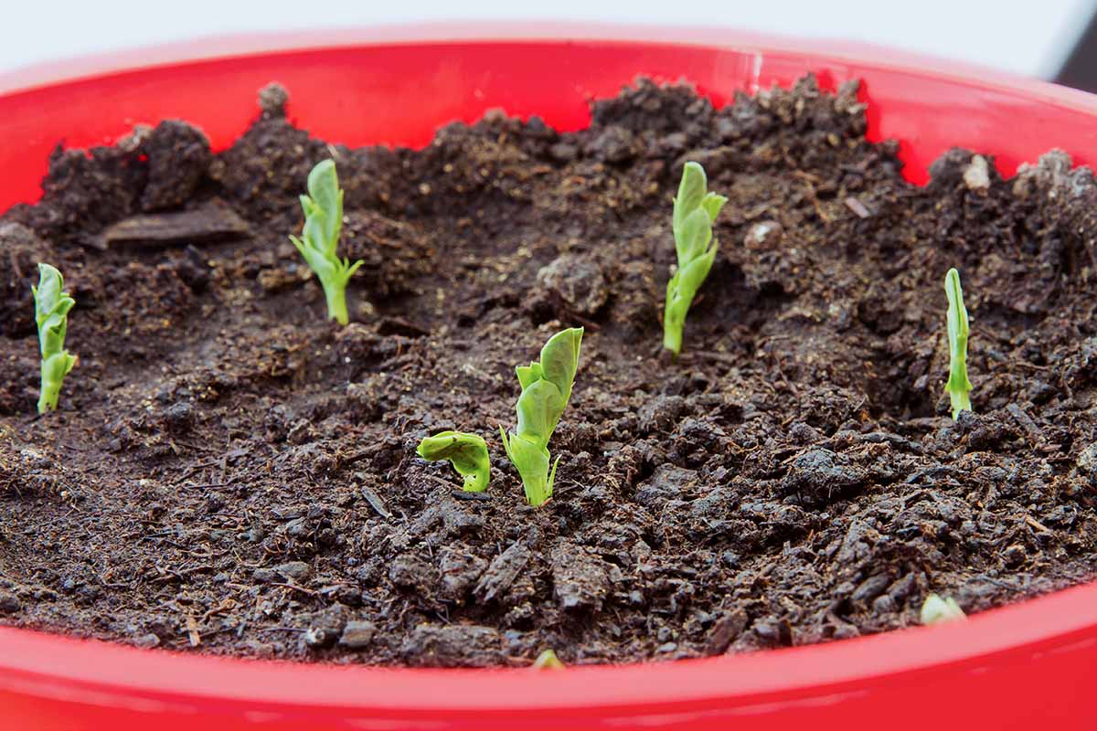A close up horizontal image of seedlings sprouting in a red pot.
