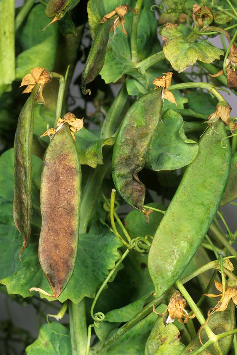 A close up vertical image of the symptoms of pea streak virus on pods.