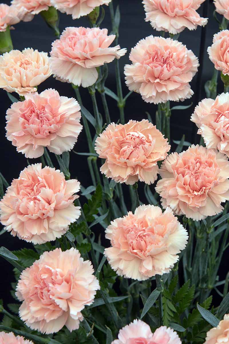 A close up vertical image of peach carnations growing in the garden.