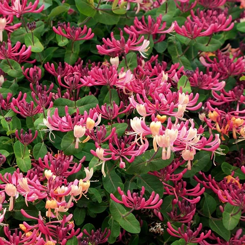 A square image of pink and white 'Peaches and Cream' honeysuckle flowers in full bloom.