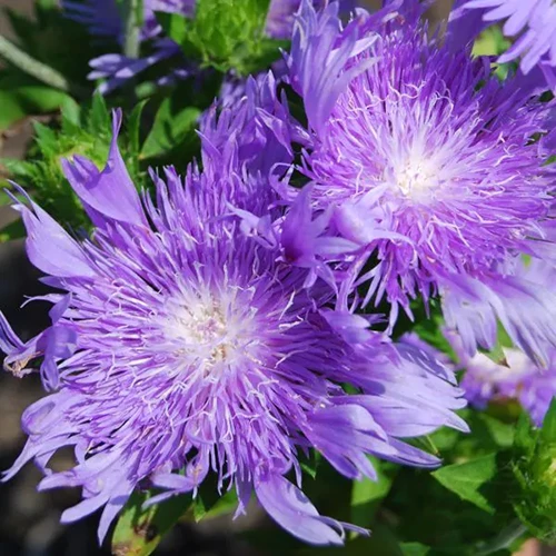 A close up square image of Stokesia laevis 'Peachie's Pick' flowers growing in the garden.